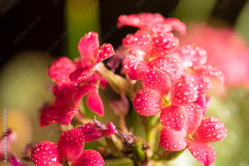 mini pink flower with dew droplets seen through a macro lens, selective focus. mini pink flower with dew droplets seen through a macro lens, selective focus.