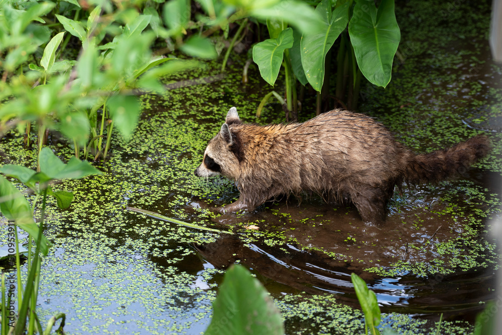 Northern Raccoon Northern Raccoon