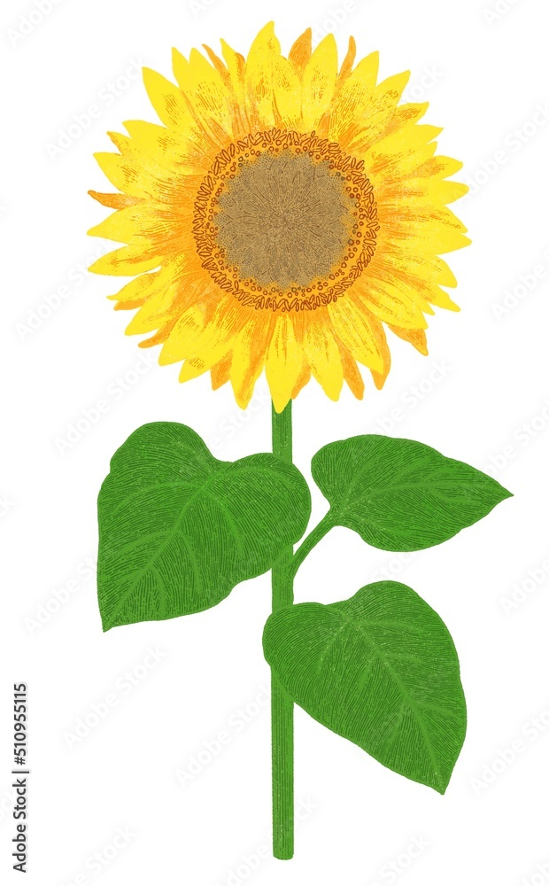 Obraz premium 主線なしの向日葵の花のイラスト