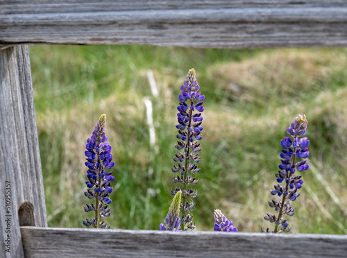 Framed Lupine Flowers