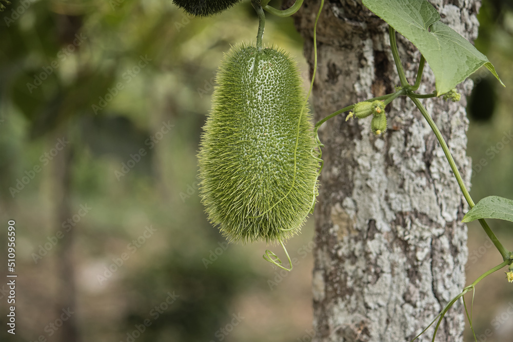 Closeup of a chayote with green thorns Closeup of a chayote with green thorns