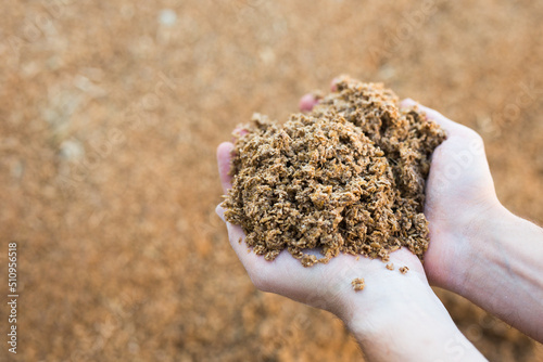 Male hands holding handful of beer bagasse on background of large pile. Organic waste used as livestock feedstuff photo