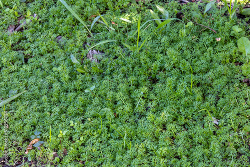 Green lawn with Soliva sessilis grass. Solid green meadow on the ground. Sunny day in the tropics. Brazilian city park. Small green spaces on the lawn. Ideally even lawn macro photography.