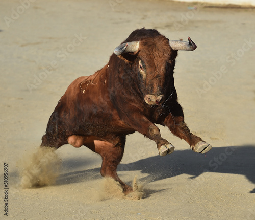 toro español con grandes cuernos en una corrida de toros