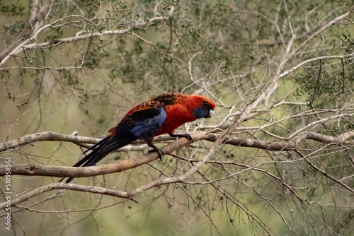 rosella bird in the wild photo