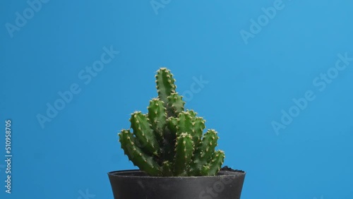 Close Up Of Opuntia Salmiana Plant Revolving Around Itself On The Blue Screen Background
 photo