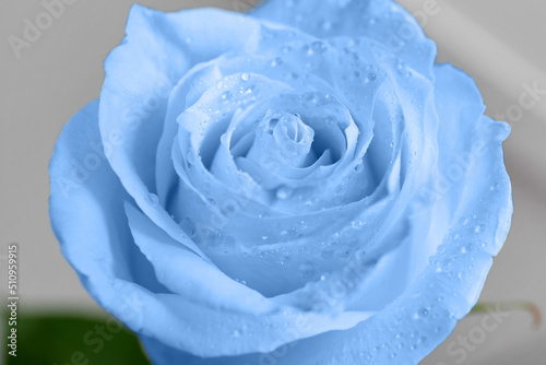 Beautiful blue rose on grey background, closeup