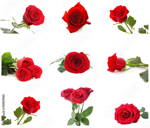 Set of many red roses isolated on white