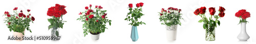 Set of many red roses isolated on white