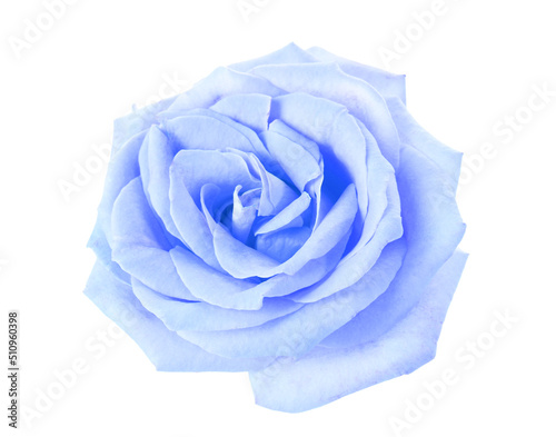 Beautiful blue rose on white background