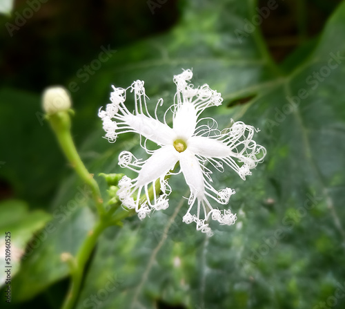 Close view of Snake gourd flower with leaves in vegetable garden, natural color, white flower. photo