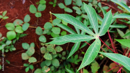 Close up of green cassava leaves in the garden. Cassava leaves are a rich source of protein, minerals, and vitamins 