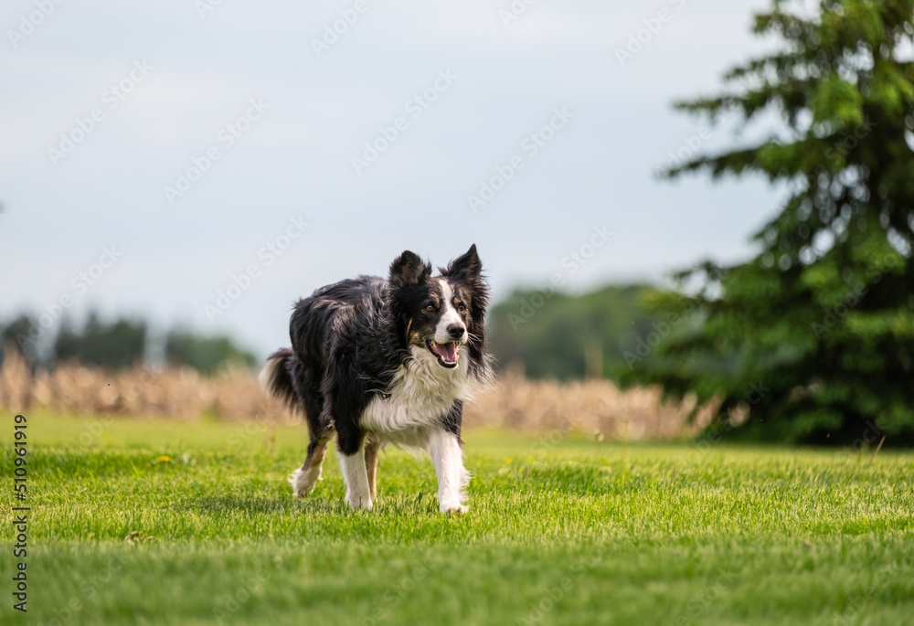 One border collie black and white dog on green grass