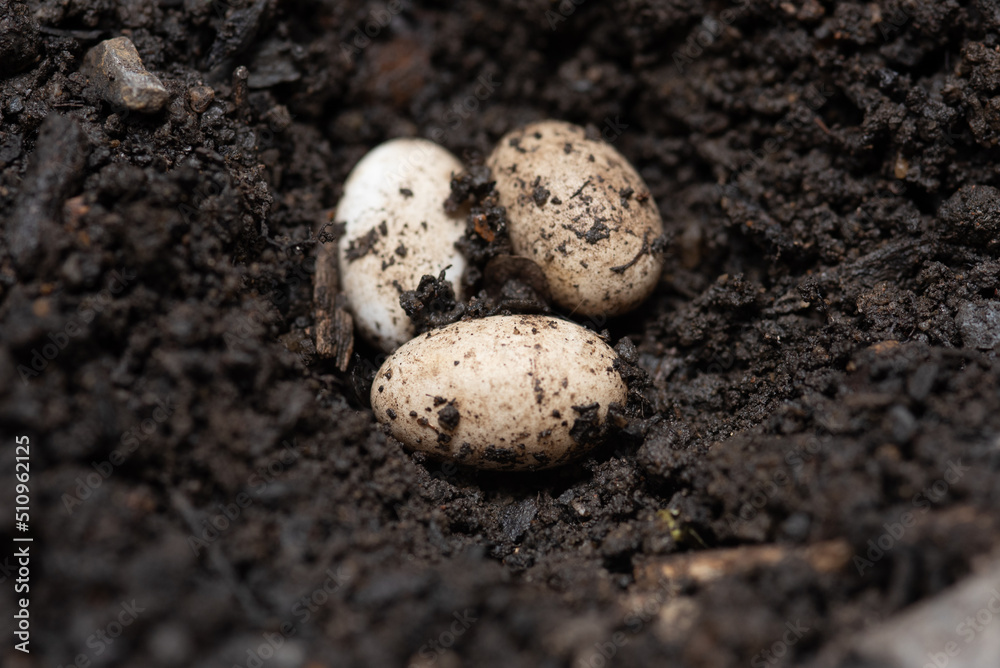 chameleon eggs in a nest ,wild nature, forest, garden, park.