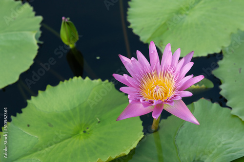 Bright purple water lily in a pond Purple lotus