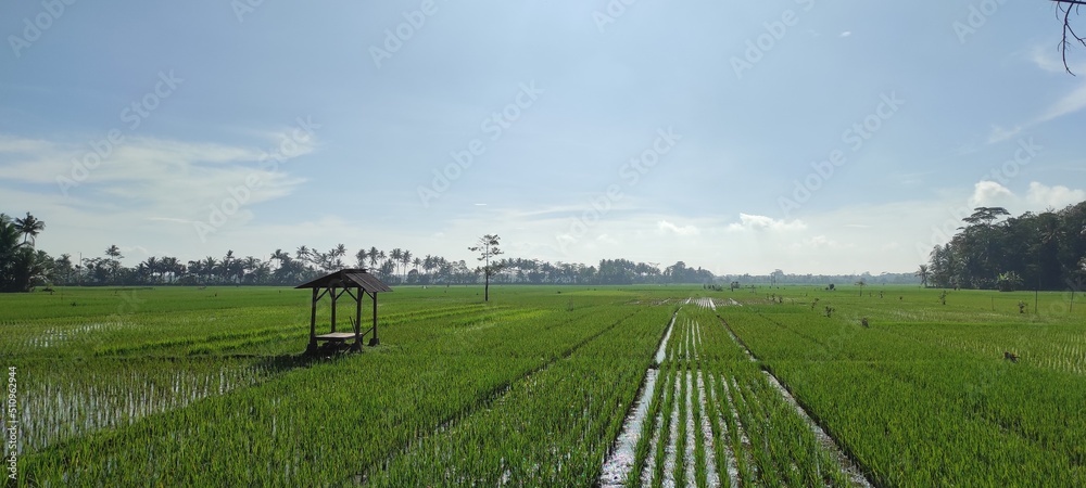 View of rice fields on a sunny morning in the Pangandaran area, Indonesia
