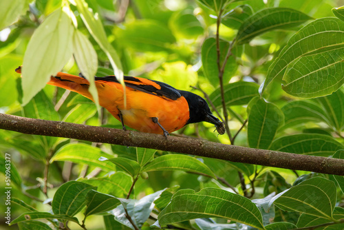 Orange Minivet (Pericrocotus flammeus) with prey observed in Munnar in Kerala, India photo