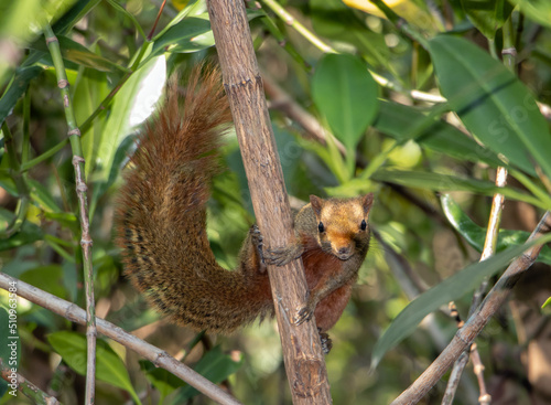 The red-bellied tree squirrel climbs on tree and look into camera. Pallas's squirrel (Callosciurus erythraeus) in a tropical nature, Thailand.