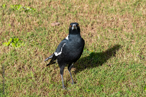 Australian Magpie  Gymnorhina tibicen 