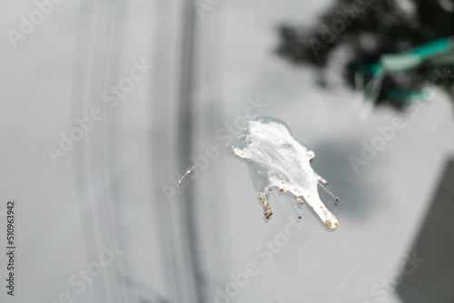 Bird droppings splash on car glass surface photo
