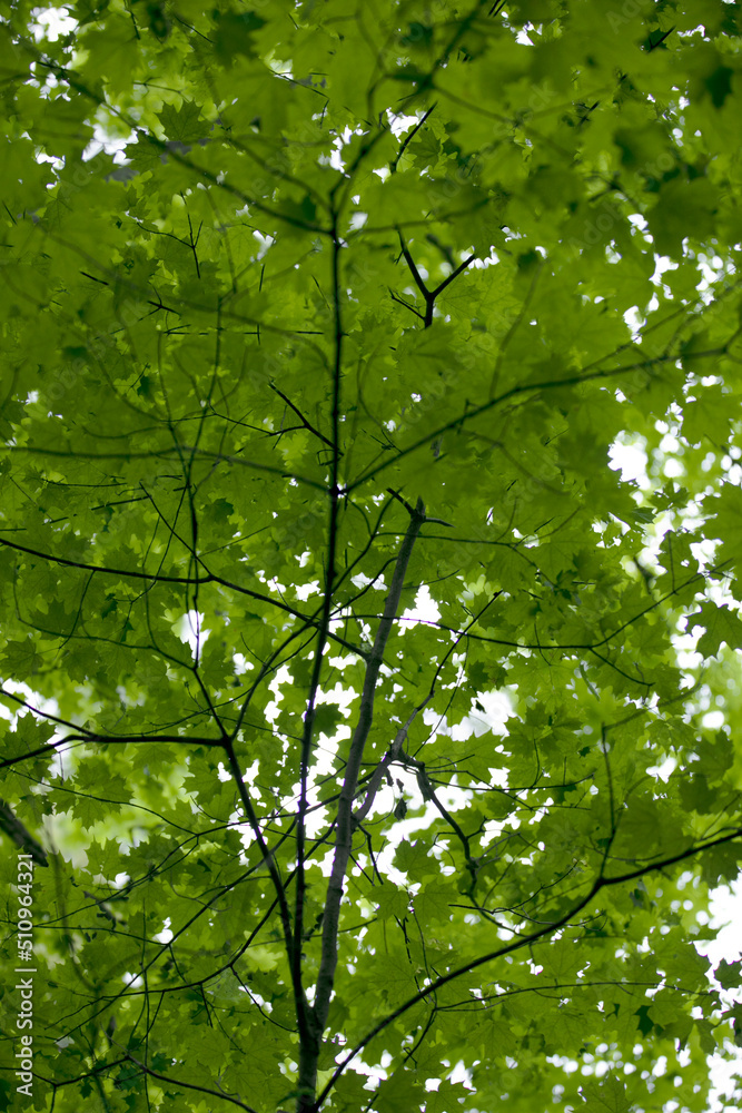 Fototapeta premium Veins of trees