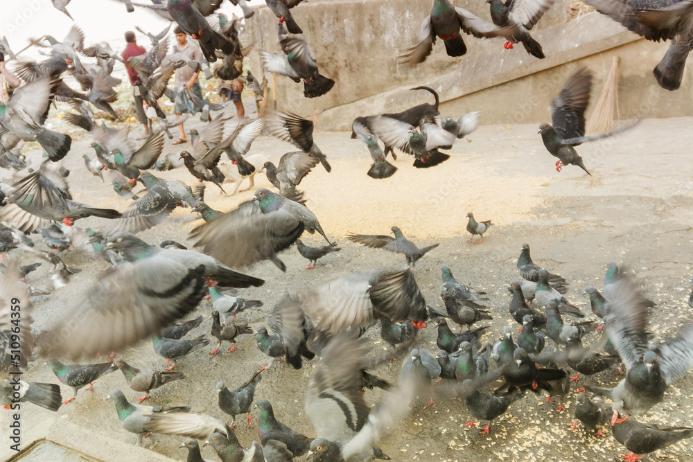 Obraz premium Pigeons flying at Mallik Ghat or Jagannath ghat flower market in Kolkata , on 13.02.16. It is one of Biggest flower markets in Asia.