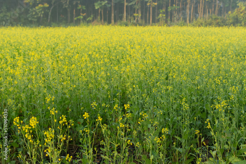 Winter morning - mustard plants field - yellow coloured agricultural field. Rural Indian scene. © mitrarudra