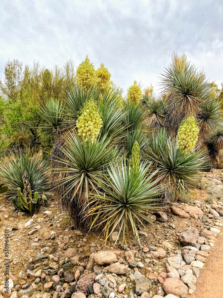 Aloe in the desert