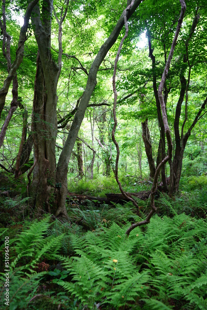 Fototapeta premium old trees and vines and fern in spring forest
