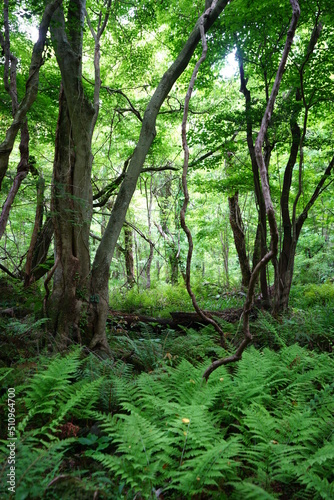 old trees and vines and fern in spring forest