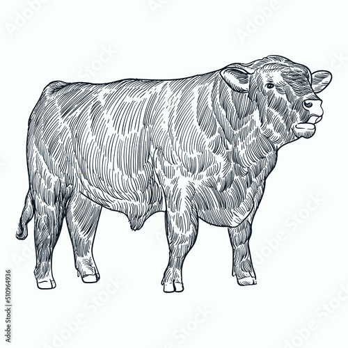 Vintage hand drawn sketch angus cattle 