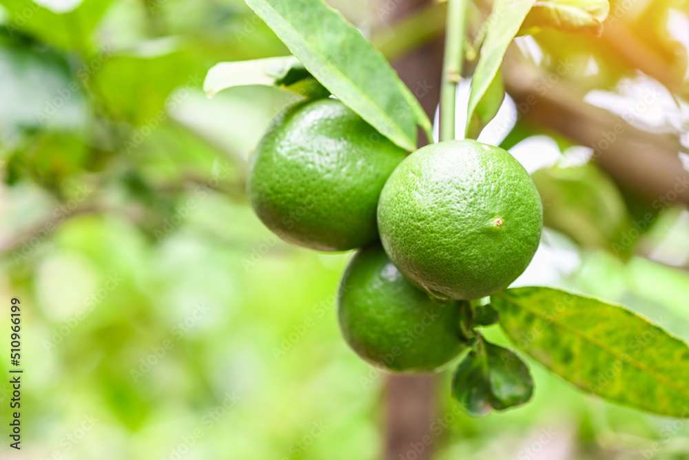 Green limes on a tree, Fresh lime citrus fruit high vitamin C in the garden farm agricultural with nature green blur background at summer Green limes on a tree, Fresh lime citrus fruit high vitamin C in the garden farm agricultural with nature green blur background at summer