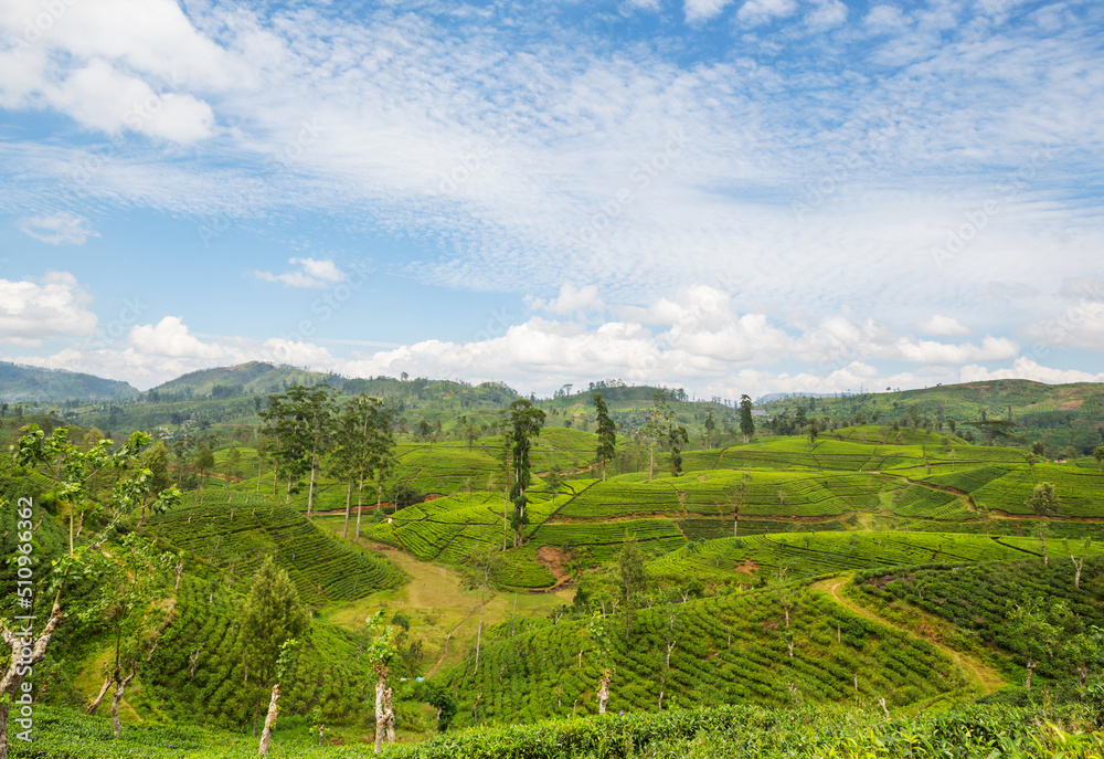 Tea plantation Tea plantation