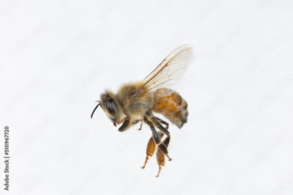 Characteristics of Honey bee and Stingless bee (Hymenoptera) for education in laboratory. Characteristics of Honey bee and Stingless bee (Hymenoptera) for education in laboratory.
