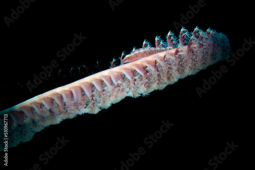 Goby on a sea pen  photo