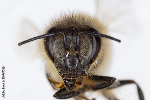 Characteristics of Honey bee and Stingless bee (Hymenoptera) for education in laboratory.