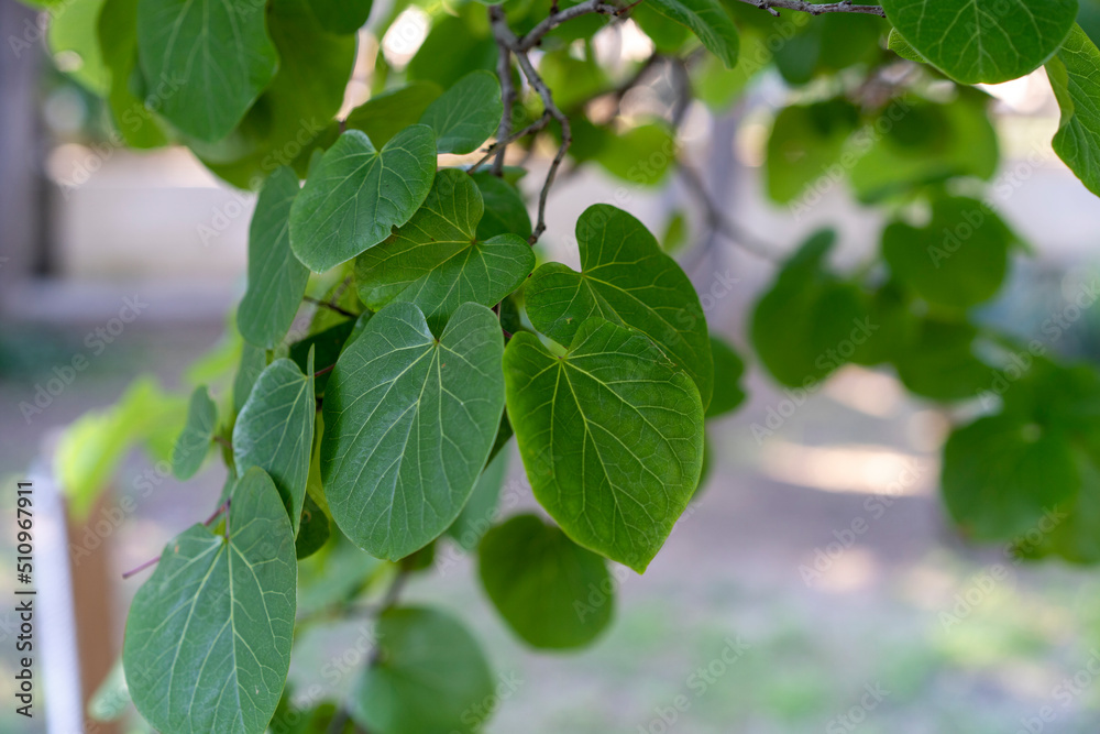 Obraz premium Natural background with green leaves Cersis European