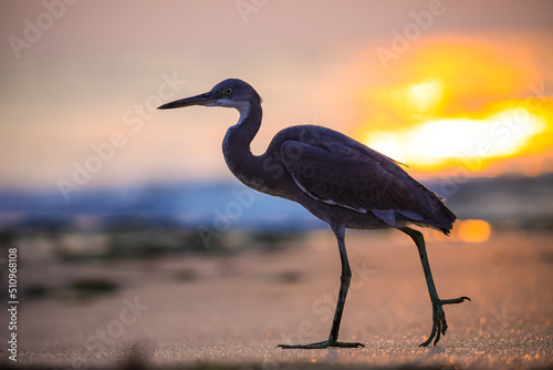 heron at sunset  Western reef heron  Western reef egret  Egretta gularis  medium-sized heron  Egret  Heron.