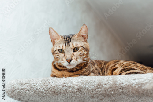 Fototapeta Naklejka Na Ścianę i Meble -  Young cute bengal cat laying on a soft cat's shelf of a cat's house.