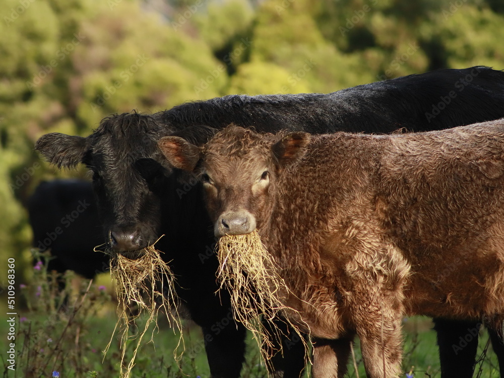 Fototapeta premium two cows looking the camera when they eating hay