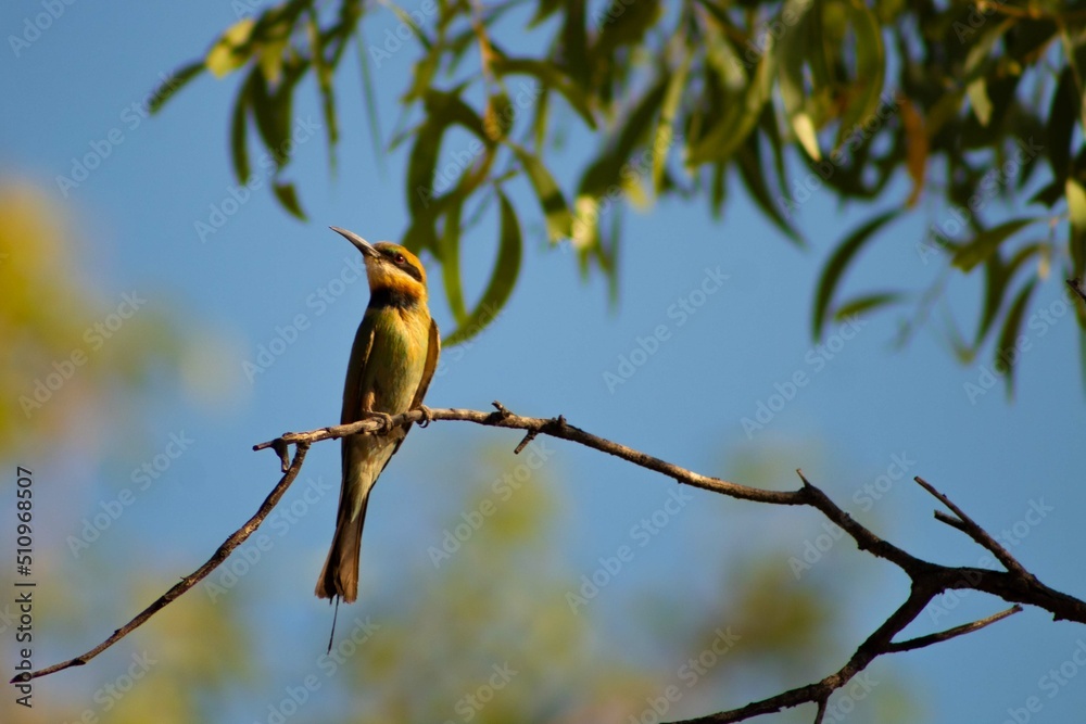 rainbow bee eater on a branch rainbow bee eater on a branch