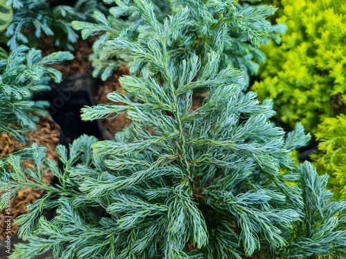 Chamaecyparis pisifera plants are grown in front of the house photo