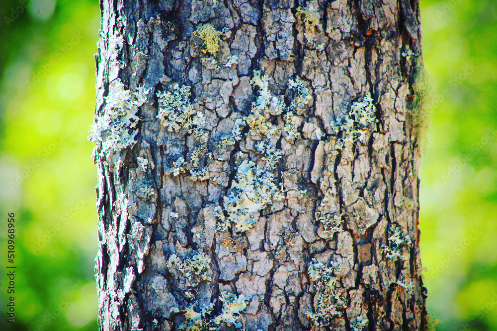 Fototapeta premium Corteza Nothofagus