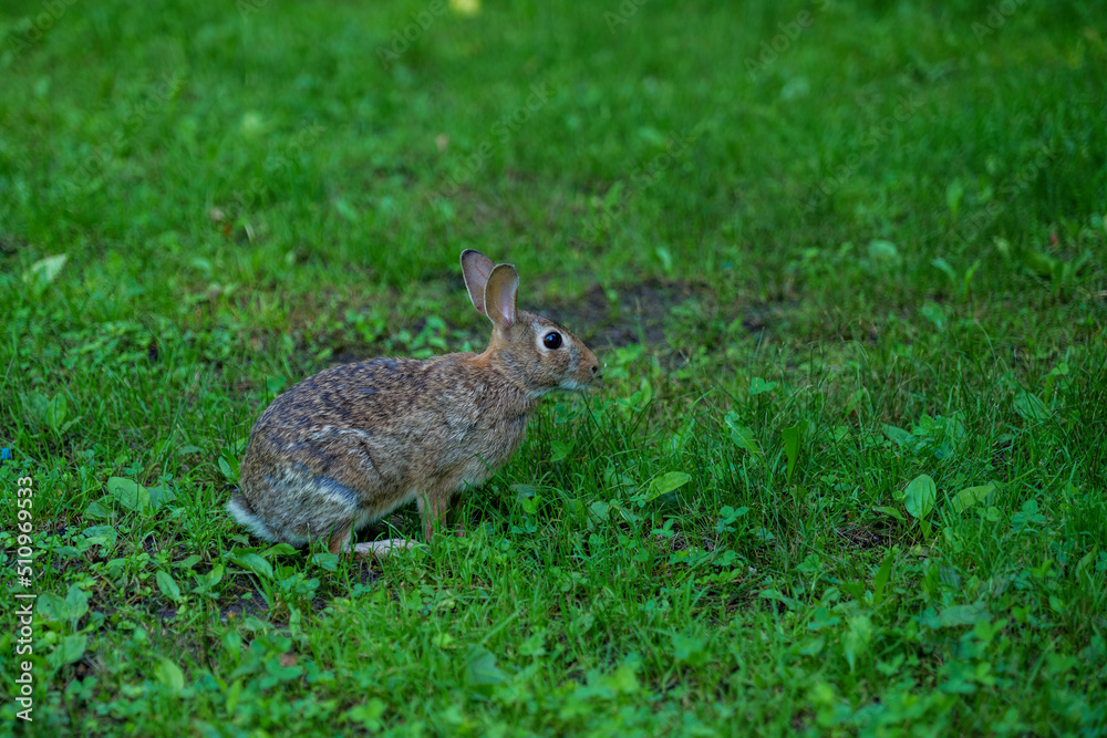 Wild Hare Close-Up. Hare, Sitting On The Green Grass Under The Sun. Single Wild Brown Hare Sitting On The Green Field Of Wheat. Big Wild Hare On Green Background. Wild Hare Close-Up. Hare, Sitting On The Green Grass Under The Sun. Single Wild Brown Hare Sitting On The Green Field Of Wheat. Big Wild Hare On Green Background.