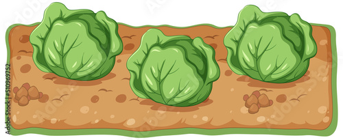 Cabbage plant growing with soil cartoon