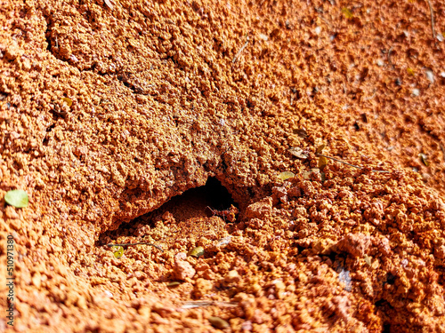 sauva ant walking over the anthill photo