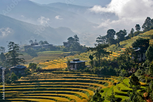 Rice fields in early morning mist near Thimpu, Bhutan.