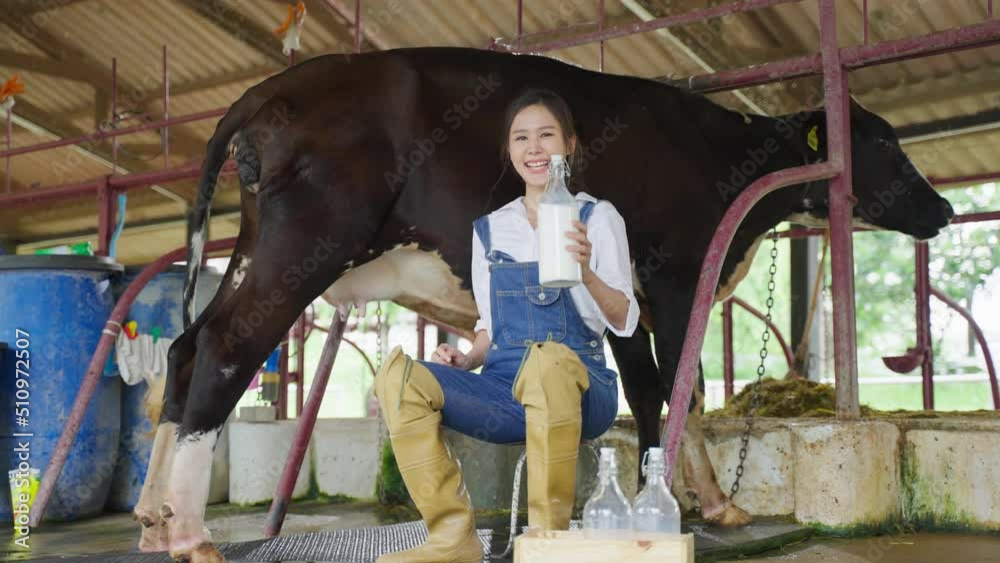 Portrait of Asian woman dairy farmer holding bottle of milk in cowshed. Portrait of Asian woman dairy farmer holding bottle of milk in cowshed.