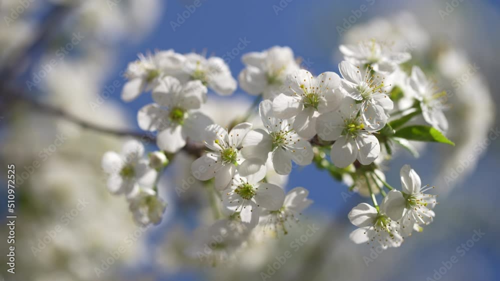 In spring, cherry plum tree blooms with white flowers. Flowering tree in orchard. Blossoming branch swaying in the wind on tree against a blue sky, close-up. In spring, cherry plum tree blooms with white flowers. Flowering tree in orchard. Blossoming branch swaying in the wind on tree against a blue sky, close-up.
