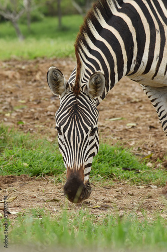 close up of zebra in safari